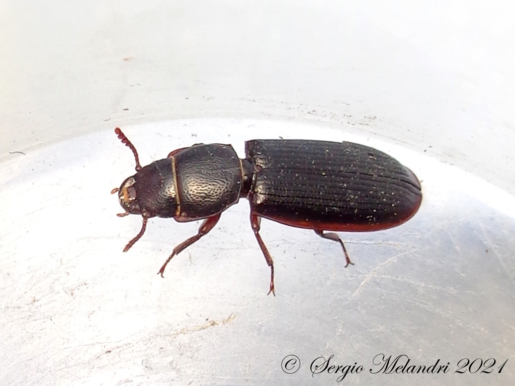 Trogossitidae: Tenebroides sp.